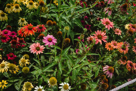 blooming echinaceaの写真素材