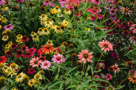 blooming echinaceaの写真素材