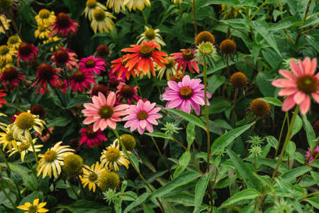 blooming echinaceaの写真素材