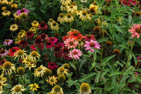 blooming echinaceaの写真素材