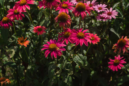 blooming echinaceaの写真素材