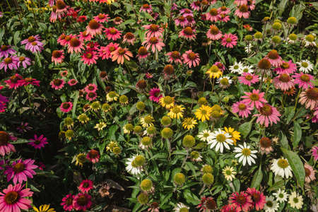 blooming echinaceaの写真素材