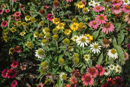 blooming echinaceaの写真素材