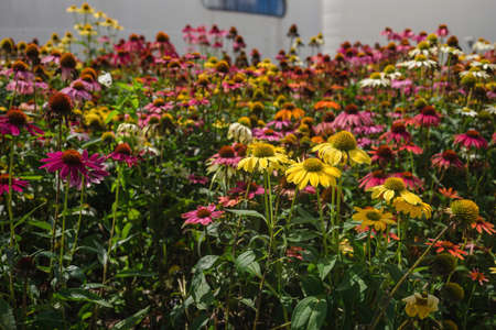 blooming echinaceaの写真素材