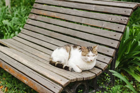 Stray cats in various statesの写真素材
