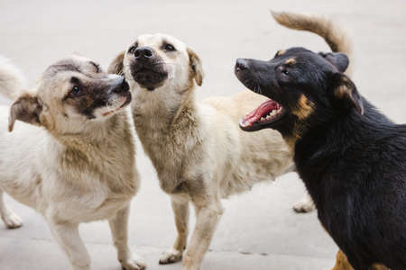 stray dog restingの写真素材