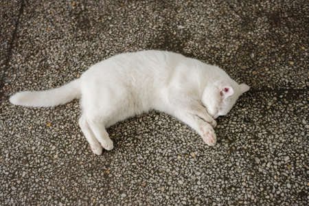 White kitten resting in the roomの写真素材
