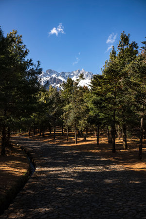 Pine trees and snow capped mountains in the background, Lijiang, Chinaの写真素材