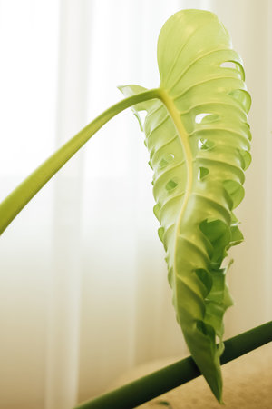 Monstera deliciosa or Swiss cheese plant in a pot, stock photoの写真素材