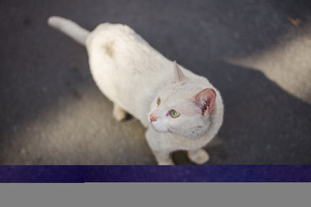 White cat sitting on the road. Selective focus. Shallow depth of fieldの写真素材