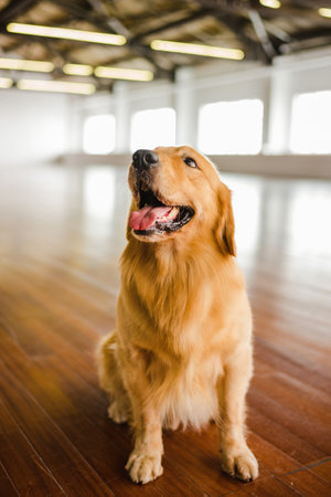 Golden Retriever dog on wooden floor, shallow depth of fieldの写真素材