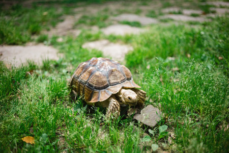 African spurred tortoise (Geochelone sulcata) on the grassの写真素材