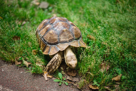 African spurred tortoise (Geochelone sulcata) on the grassの写真素材