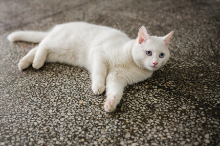 White cat with blue eyes lying on the floor. Selective focus.の写真素材