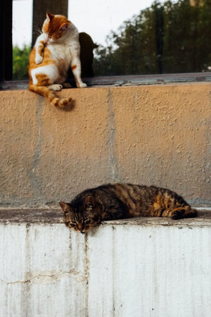 Homeless cats on the street in Istanbul, Turkey. Street cats.