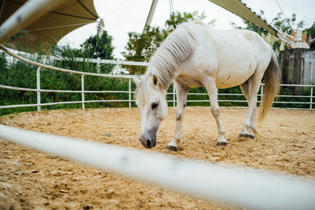 White horse in the paddock. Animal in the paddock.の写真素材
