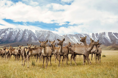 Herd of deer in the meadow with mountains in the background