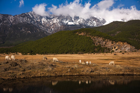 Sheep on a meadow in Himalayas, Nepal.の写真素材