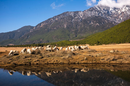 Sheep in the meadow at Yading national level reserve, Daocheng County, Sichuan Province, China.の写真素材