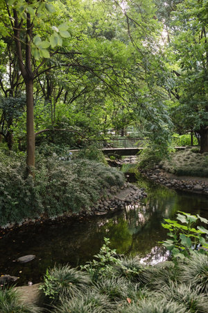 Japanese garden with a small stream in the middle of the forest.の写真素材