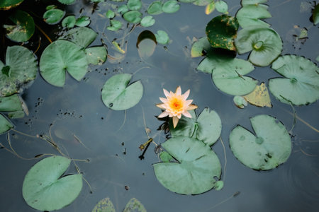The beauty of the lotus flower in the pond and green leaf.の写真素材