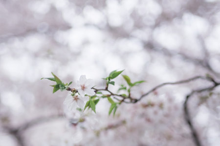cherry blossom tree in spring time with bokeh backgroundの写真素材