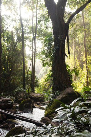 Beautiful tropical rainforest with a small stream flowing through it.