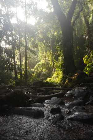Stream in the tropical forest. Nature composition. Shallow depth of field.