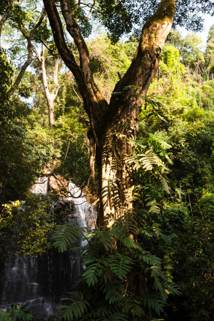 Tropical rainforest with waterfall in Chiang Mai, Thailand