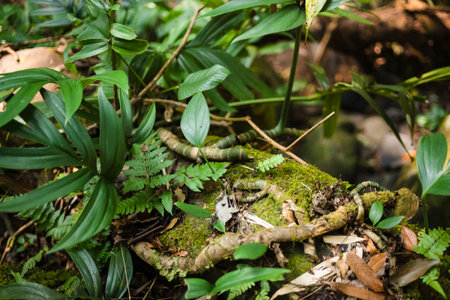 Green moss and ferns in the rainforest, Thailand.