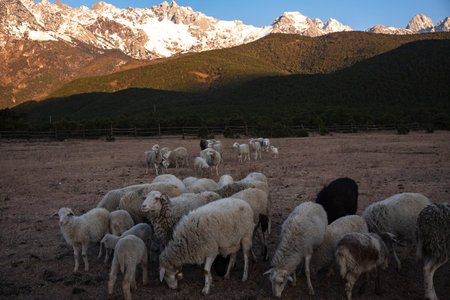 Sheep in the meadow with mountains in background at sunset.の写真素材