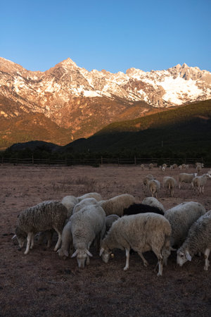 Sheep in a meadow with mountains in the background at sunsetの写真素材