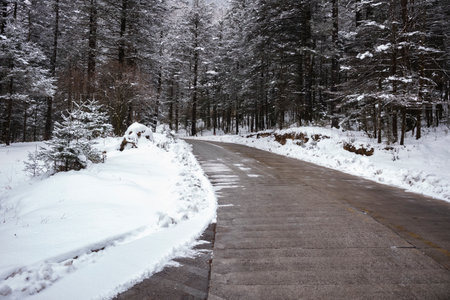 Snowy road in the forest. Winter landscape in the forest.の写真素材