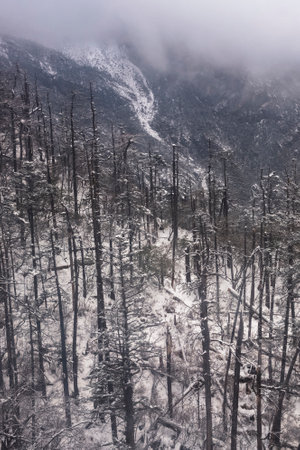 Aerial view of burnt forest after wildfire in Himalayas, Nepalの写真素材