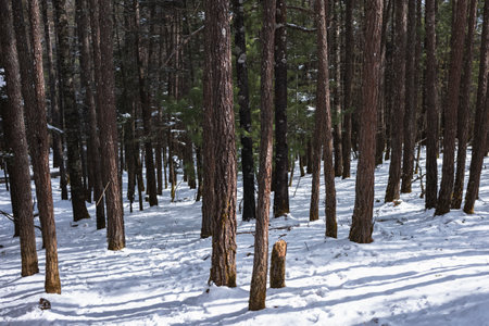 Pine forest in winter with snow and coniferous trees.