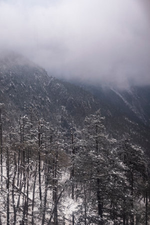 Pine trees covered with snow in the mountains of Yunnan, Chinaの写真素材