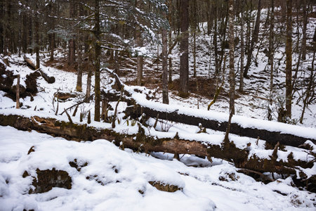 Winter landscape in the forest with snow on the ground and fallen treesの写真素材