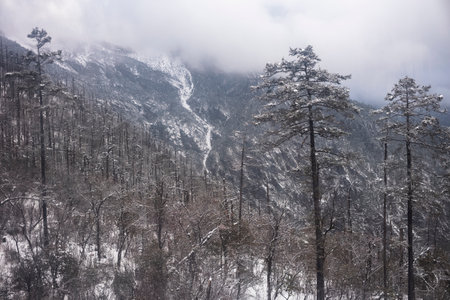 Snow covered pine trees in Huangshan, Anhui, Chinaの写真素材