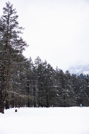 Snow covered pine trees in the mountains. Winter landscape in the mountains.の写真素材