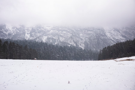 Winter landscape with snow covered trees and mountains in the background in Bavaria, Germanyの写真素材