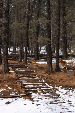 Dog on the trail in the winter forest. The concept of active and healthy lifestyle.の写真素材