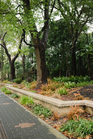 Walkway in the park with green trees and grass on the ground