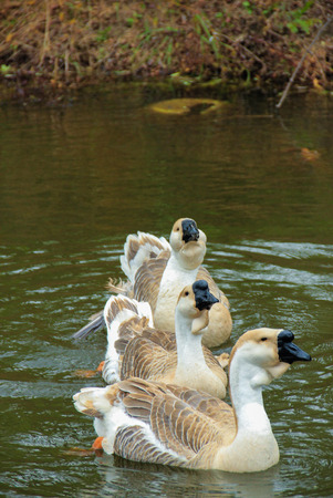 Gooseのeditorial素材