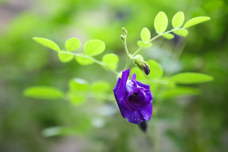 Clitoria flowerの写真素材