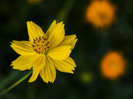 Close up view of a yellow flowerの写真素材