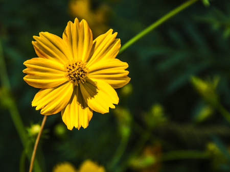 Flowerの写真素材