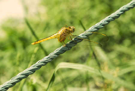 Dragonflyの写真素材