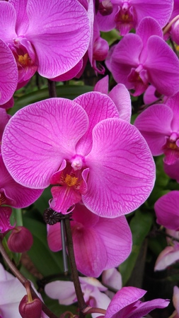 Close up to butterfly orchidの写真素材
