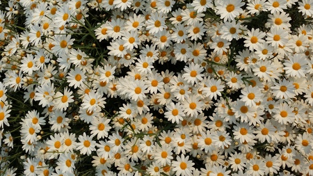 Beautiful white flowersの写真素材