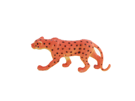 Leopard  on White Backgroundの写真素材